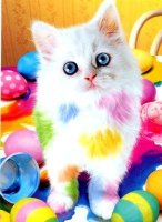 eastercat